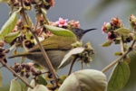 Scaly-crowned Honeyeater